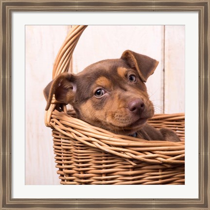 Framed Puppy in a Basket Print