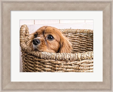 Framed Puppy in a Laundry Basket Print