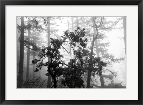 Framed Foggy Trees Print