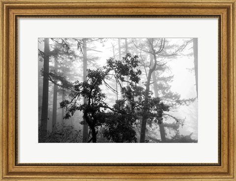 Framed Foggy Trees Print