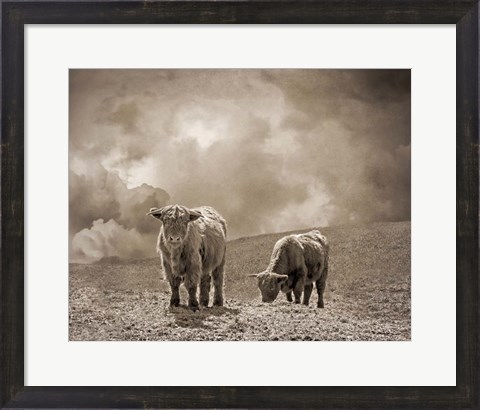 Framed Scottish Highland Cattle No. 2 Print