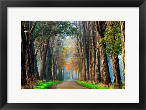 Framed Acacias in Autumn Print