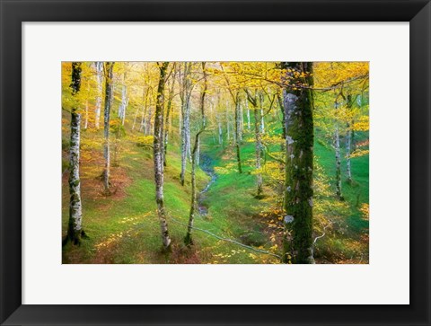 Framed Dream of Birches Print