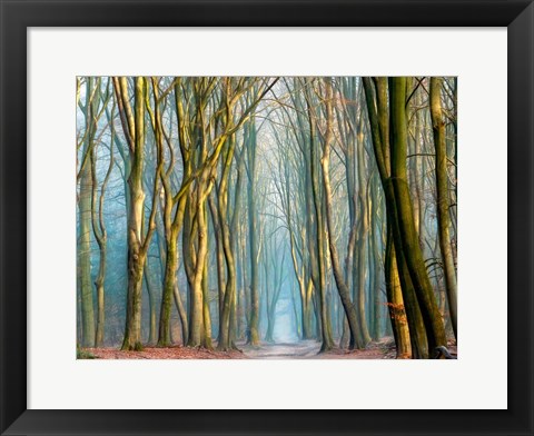 Framed Light &amp; Trees Print