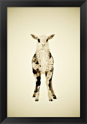 Framed Lamb Print