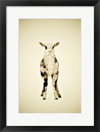 Framed Lamb Print