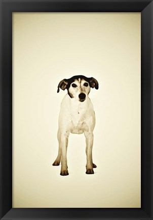 Framed Dog Print