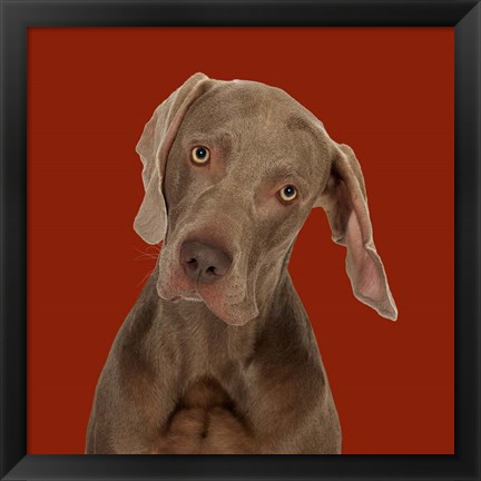 Framed Billy the Weimaraner Print