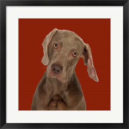 Framed Billy the Weimaraner Print