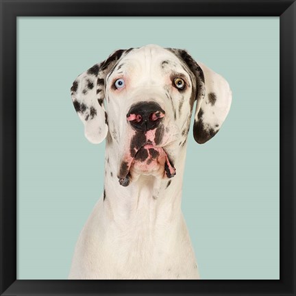 Framed Daeaa the Great Dane Print