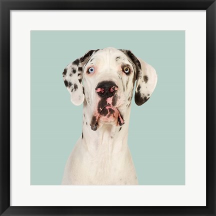 Framed Daeaa the Great Dane Print