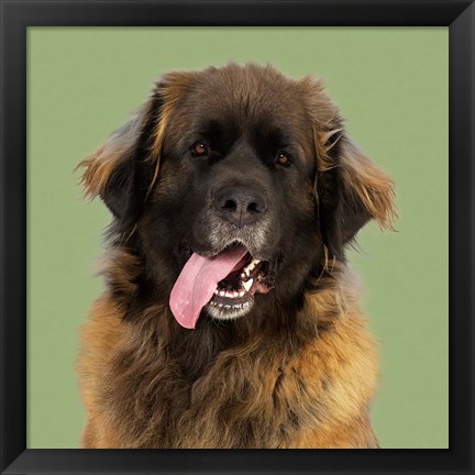 Framed Zookie the Leonberger Print