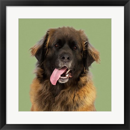 Framed Zookie the Leonberger Print