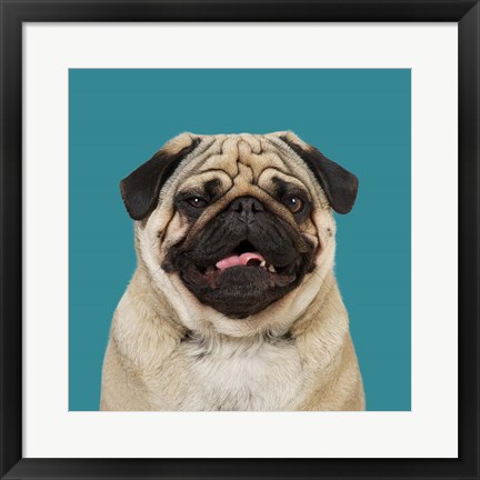 Framed Egon the Pug Print