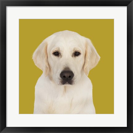 Framed Gabby the Golden Retriever Print