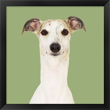 Framed Dogs Hugo the Whippet Print