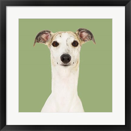 Framed Dogs Hugo the Whippet Print