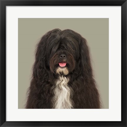 Framed Dogs JarJar the Tibetan Terrier Print