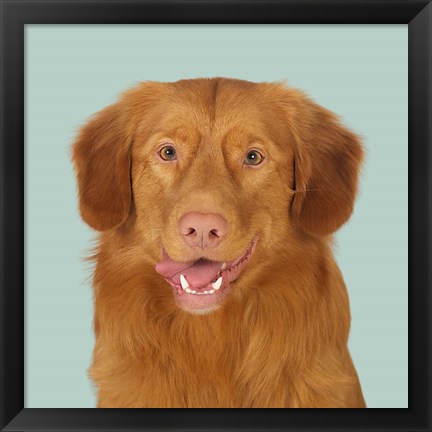 Framed Hannibal the Toller Print