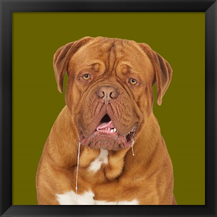 Framed Thor the Dogue de Bordeaux Print