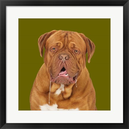 Framed Thor the Dogue de Bordeaux Print