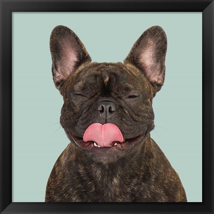 Framed Gaja the French Bulldog Print