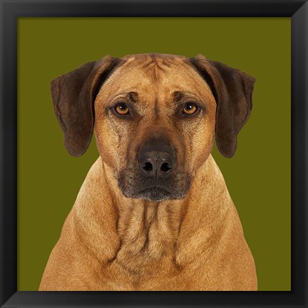 Framed Balou the Rhodesian Ridgeback Print