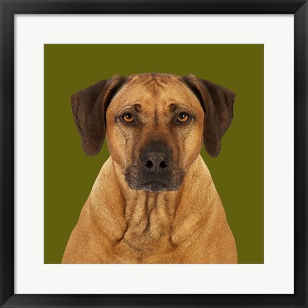 Framed Balou the Rhodesian Ridgeback Print