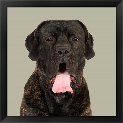 Framed Boris the Cane Corso Print