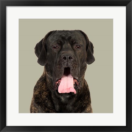 Framed Boris the Cane Corso Print