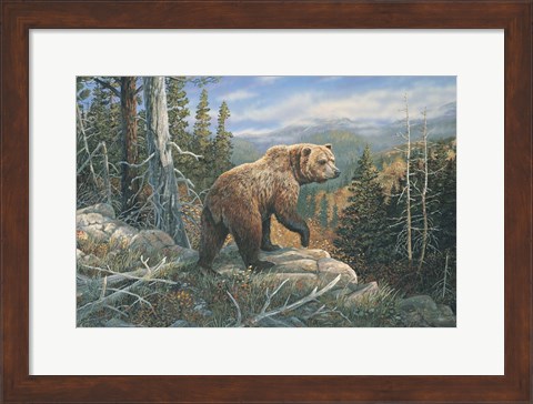 Framed Grizzlies Domain Print