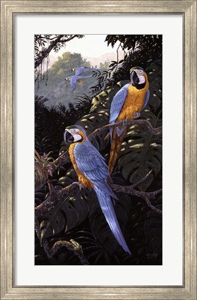 Framed Macaws Print