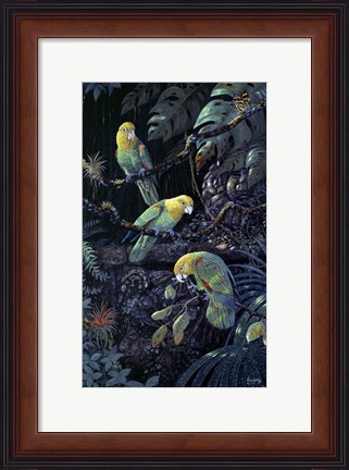 Framed Yellow Headed Amazons Print