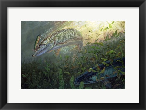 Framed Phantom Muskie Print