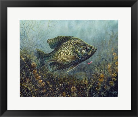 Framed Black Crappie Print