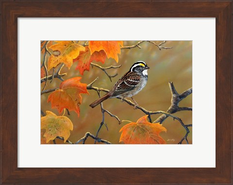 Framed Whitethroated Sparrow Print