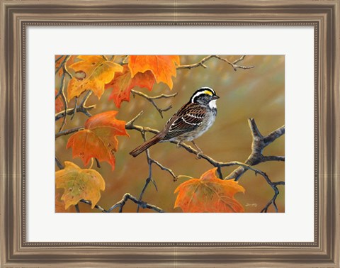 Framed Whitethroated Sparrow Print