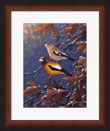 Framed Evening Grosbeaks Print