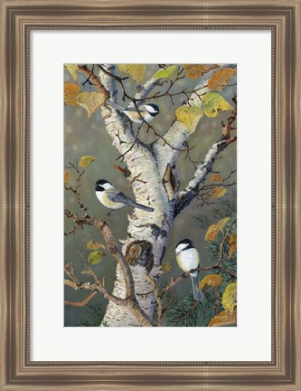 Framed Chickadees In Birch Print