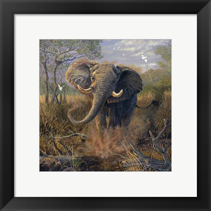 Framed Angry Tusker Print