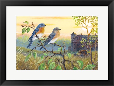 Framed True Blue Bluebird Print