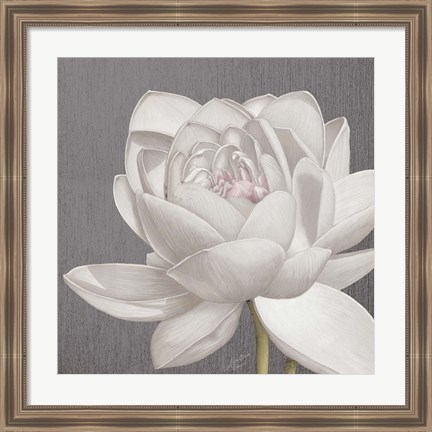 Framed Vintage Lotus on Grey II Print