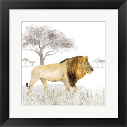 Framed Serengeti Lion Square Print