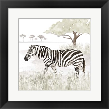 Framed Serengeti Zebra Square Print