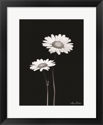 Framed Pair of Daisies Print