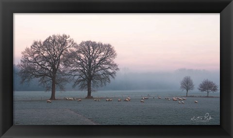 Framed Sheep on a Cold Morning Print