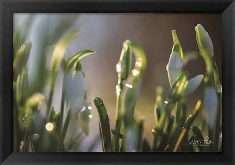 Framed Snowdrops II Print