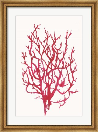 Framed Red Reef Coral I Print