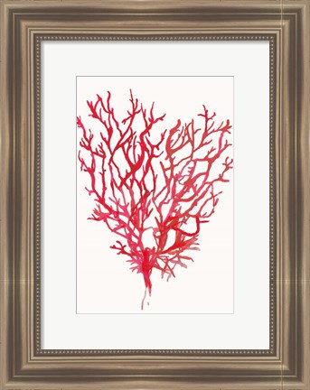 Framed Red Reef Coral II Print