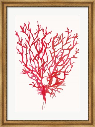 Framed Red Reef Coral II Print